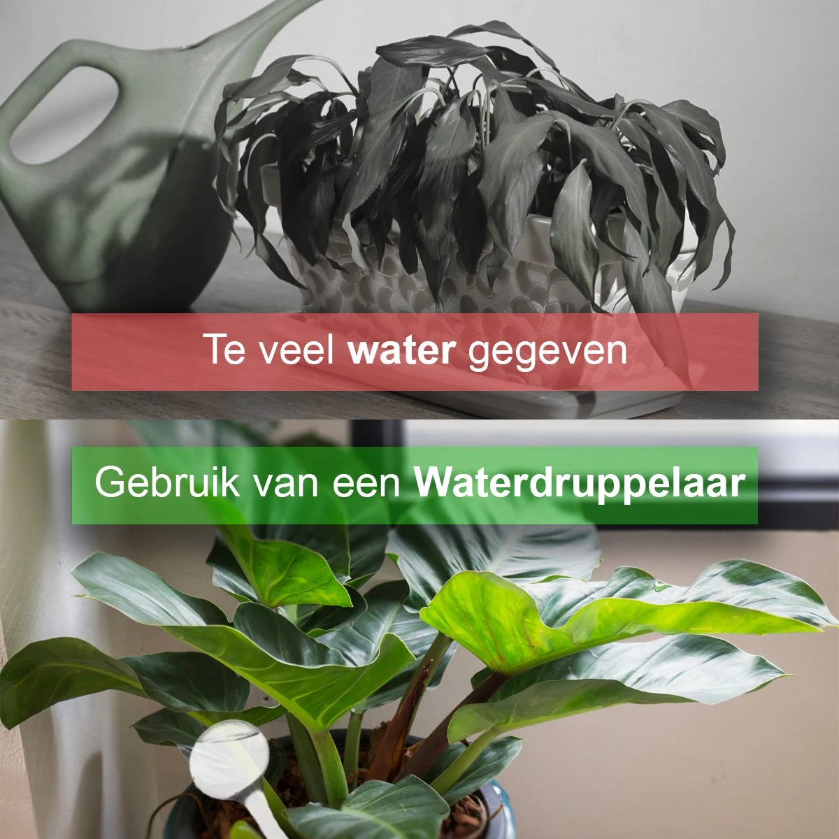 Waterdruppelaar Set Van 6 Stuks - Waterdruppelaar Voor Planten - Watergeefsysteem - Waterbol Irrigatiesysteem - Automatisch Druppelsysteem Voor Kamerplanten & Tuin - Watergever - Doorzichtig - 15cm - Afbeelding 6
