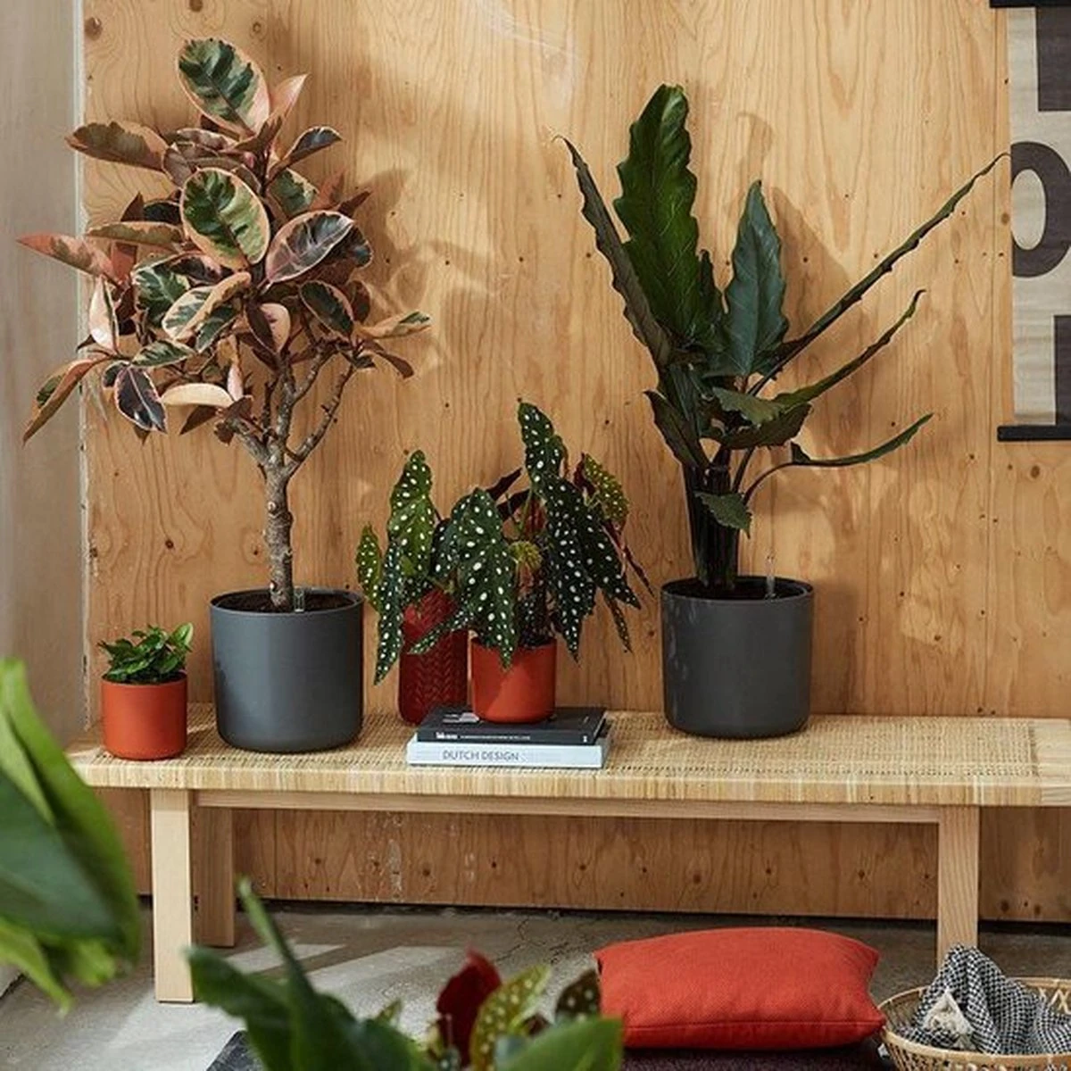 Elho B.for Soft Rond 22 - Bloempot Voor Binnen - Ø 22.3 X H 20.4 Cm - Zwart/Antraciet - Afbeelding 3