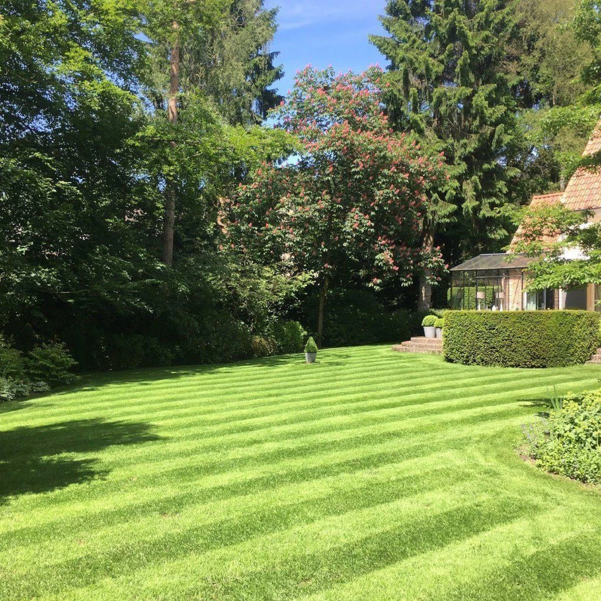Gazonmest Met Ijzersulfaat Voor 100m²Gras | Gazon Meststof Met Ijzer | Mos Bestrijding & Gras Bemesting In Één | Ideaal Voor Meststofstrooier | Gazonbemesting - Afbeelding 4