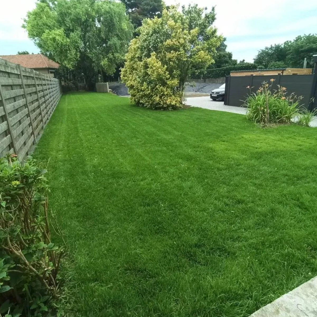 Gazonmest Met Ijzersulfaat Voor 100m²Gras | Gazon Meststof Met Ijzer | Mos Bestrijding & Gras Bemesting In Één | Ideaal Voor Meststofstrooier | Gazonbemesting - Afbeelding 5