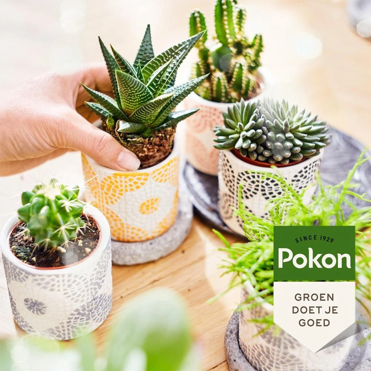 Pokon Bio Cactus & Vetplant Voeding - 250ml - Plantenvoeding (bio) - 7ml Per 1L Water - Afbeelding 5