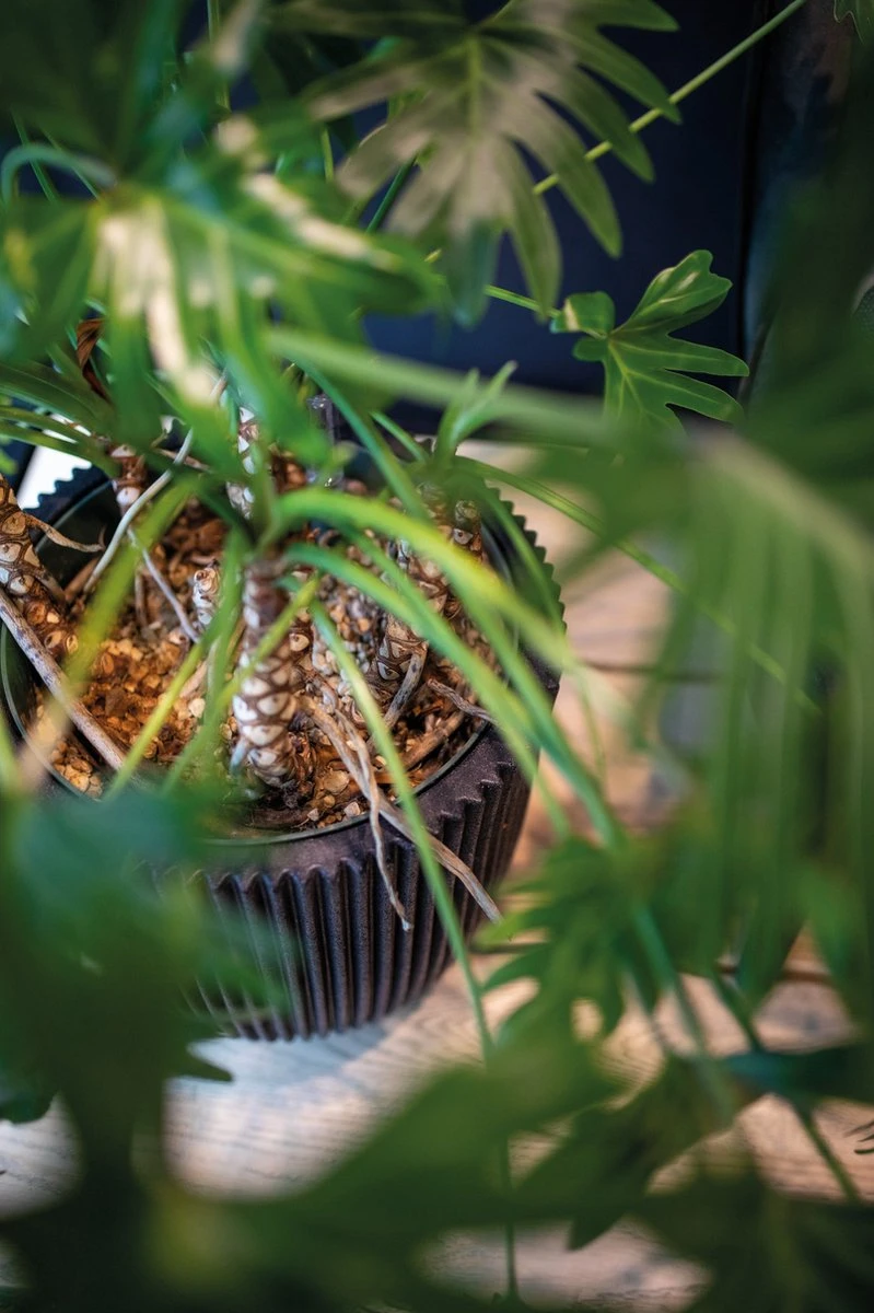 Capi Europe - Bloempot Bol Groove NL - 35x34 - Goud - Voor Binnen En Buiten - KGVGB932 - Afbeelding 2