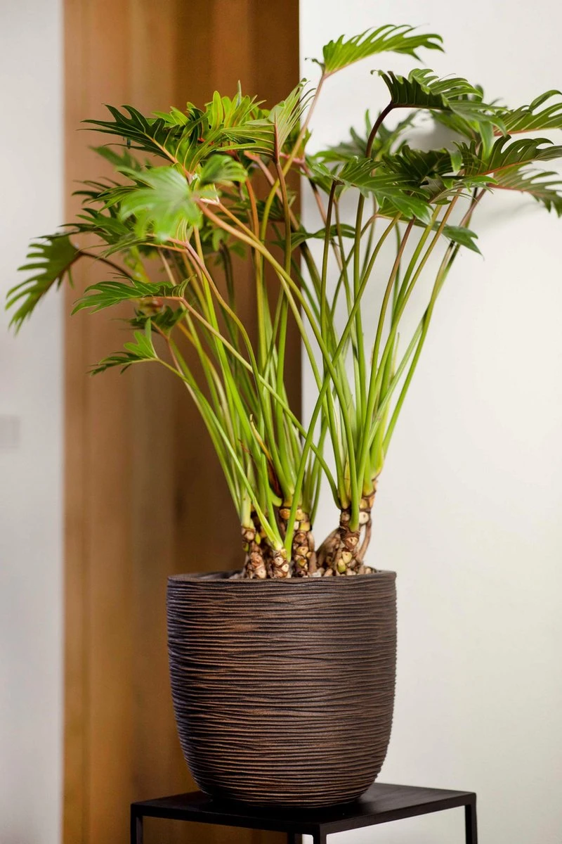 Capi Europe - Bloempot Bol Rib NL - 35x34 - Zwart - Voor Binnen En Buiten - KBLR932 - Afbeelding 2